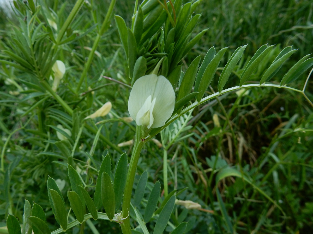 Vicia lutea subsp. lutea (Fabaceae)